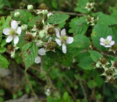 Rubus nemoralis