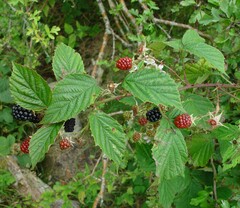Rubus nemoralis