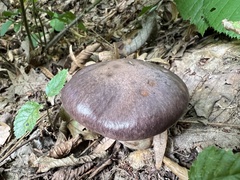 Gomphidius glutinosus