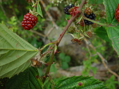 Rubus nemoralis