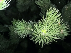 Adenanthos