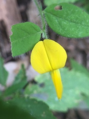 Crotalaria