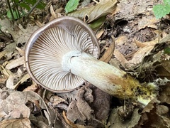 Gomphidius glutinosus