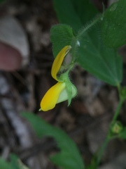 Crotalaria