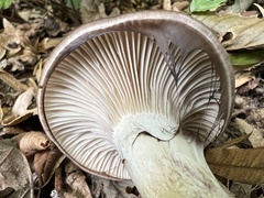 Gomphidius glutinosus