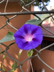 Ipomoea purpurea