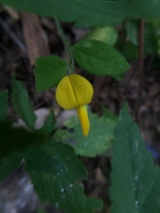 Crotalaria