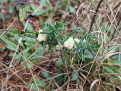 Rhopalomyia gemmaria