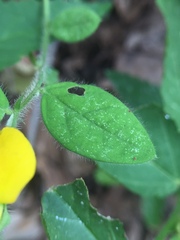 Crotalaria