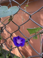 Ipomoea purpurea