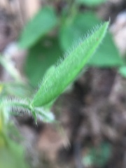 Crotalaria