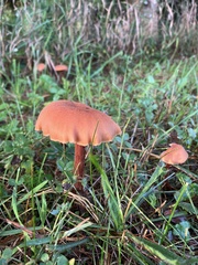 Laccaria bicolor