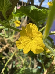 Cucumis sativus