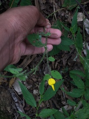 Crotalaria