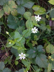 Stellaria nemorum