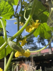 Cucumis sativus
