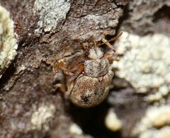 Demotina modesta