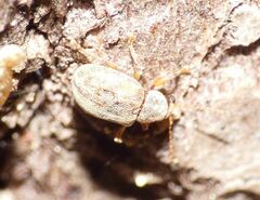 Demotina modesta