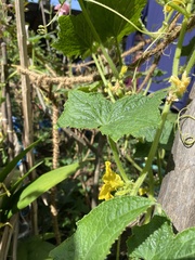 Cucumis sativus