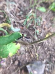 Exoprosopa niveiventris