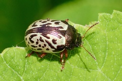 Calligrapha philadelphica