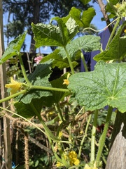 Cucumis sativus