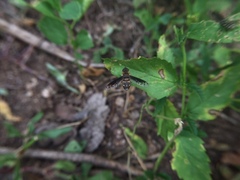 Exoprosopa niveiventris