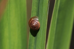 Hygromia cinctella
