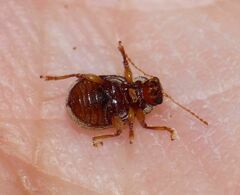 Demotina modesta