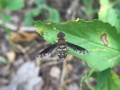 Exoprosopa niveiventris