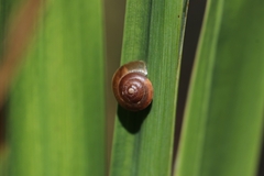 Hygromia cinctella