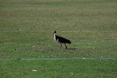 Threskiornis spinicollis