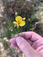 Gompholobium pinnatum