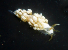 Trinchesia albocrusta