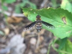 Exoprosopa niveiventris