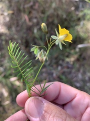 Gompholobium pinnatum