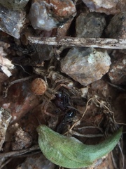 Araneae