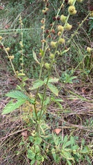 Agrimonia gryposepala