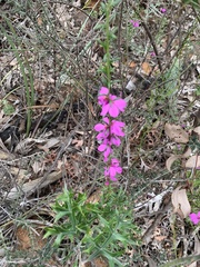 Tetratheca decora