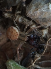 Araneae
