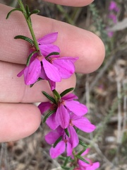Tetratheca decora