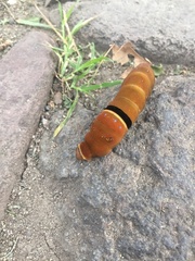 Papilio multicaudata multicaudata