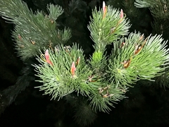 Adenanthos