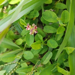 Alysicarpus vaginalis