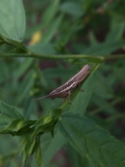 Neorthacris
