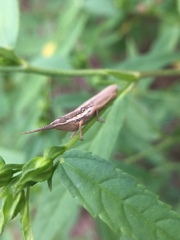 Neorthacris