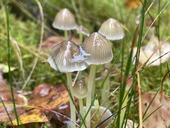 Mycena epipterygia