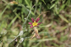 Tragopogon mirabilis