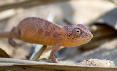 Furcifer