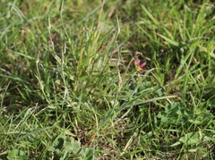 Tragopogon mirabilis